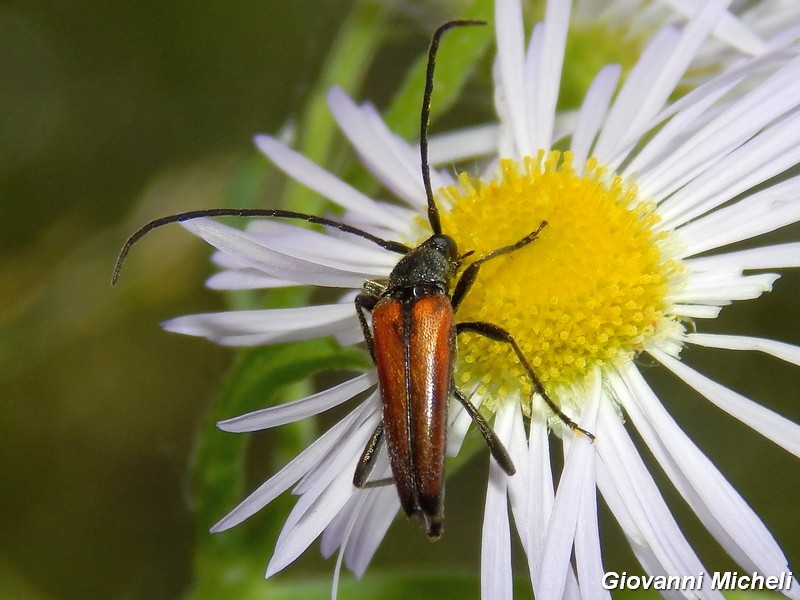 Stenurella melanura